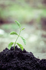 Young plant  with filter effect retro vintage style