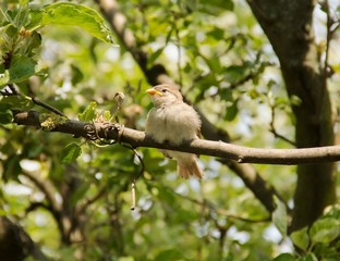 Small Bird on Branch 