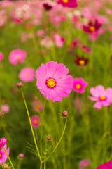 Cosmos flowers in purple, white, pink and red, is beautiful suns