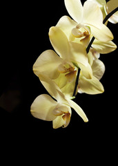 Naklejka na ściany i meble yellow orchid flowers