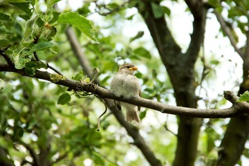 Small Bird on Branch 