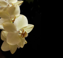Fototapeta na wymiar yellow orchid flowers