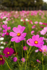 Cosmos flowers in purple, white, pink and red, is beautiful suns