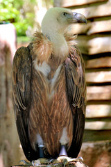 Oiseaux de proie.