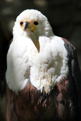 Oiseaux de proie.