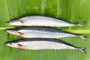 Fresh Japanese Sanma fish on leaf