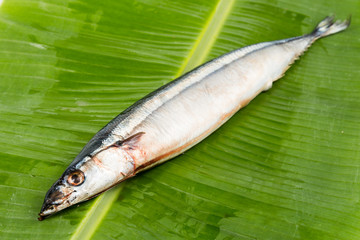 Fresh Japanese Sanma fish on leaf