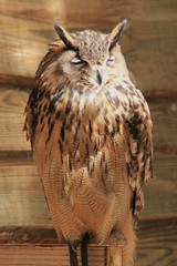 Rapace nocturne.