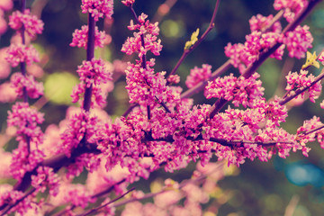 Pink blossom tree. Natural spring background