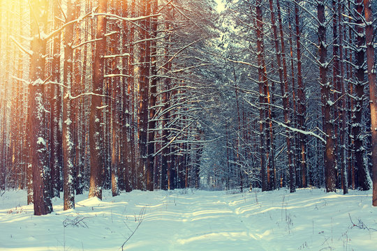 Fototapeta Snowy pine forest