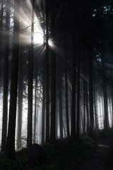 Sunbeam in the dark forest