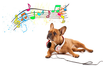 love Music dog