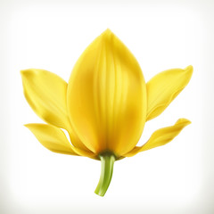 Orchid flower, vector icon