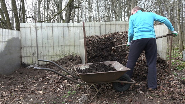 man with fork load compost into old wheelbarrow in backyard