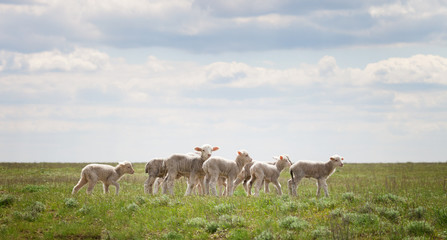 Naklejka na ściany i meble Lambs in the pasture