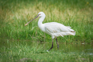 Eurasian Spoonbill