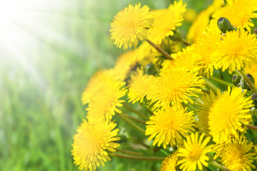 The blossoming dandelions in sunshine