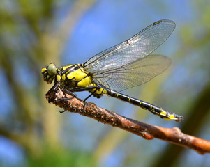 Dragonfly sitting on a twig