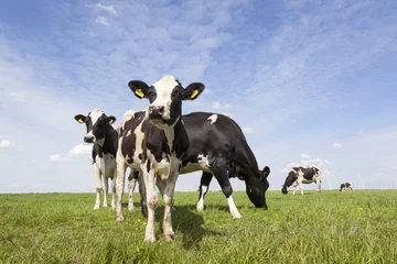 Papier Peint photo autocollant Vache vaches noires et blanches dans le pré aux Pays-Bas avec ciel bleu