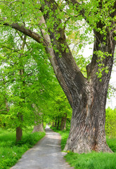 The way in forest