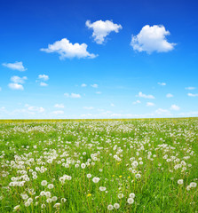 Spring landscape with dandelions on the meadow