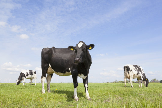 black and white cows in meadow in the netherlands with blue sky