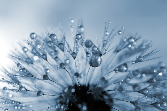 Fototapeta dewy dandelion flower close up