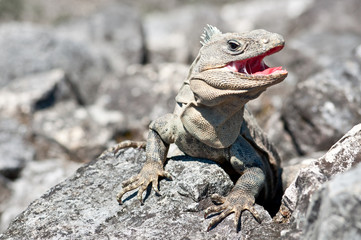 Grey iguana with open mouth 
