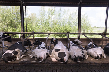 black and white cows lie in stable with green background © ahavelaar