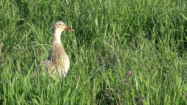 duck and duckling in the tall grass