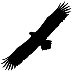Naklejka premium Flying eagle silhouette on a white background.