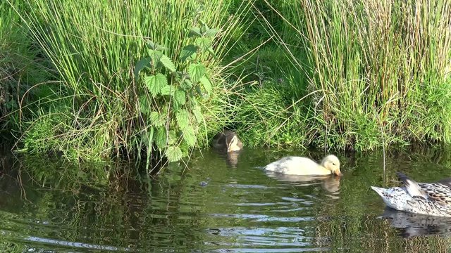 duck with chick coming out of the grass and go swimming