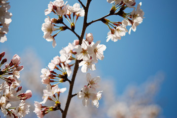 Cherry blossom sakura flower