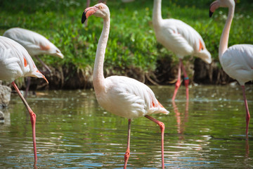 Pink flamingos