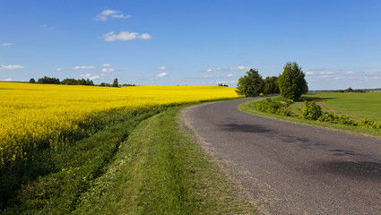 Naklejka premium the asphalted road 