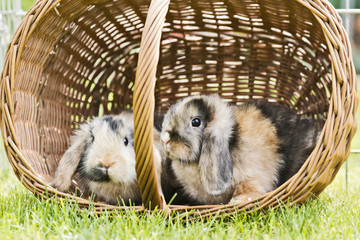 Kaninchen im Garten