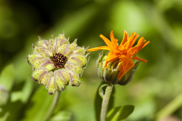 calendula flower  