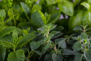Fresh herbs from home garden