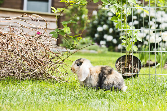 Kaninchen im Garten
