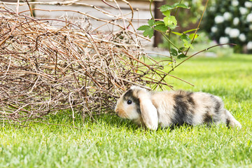 Kaninchen im Garten