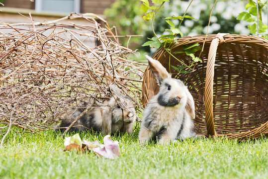 Kaninchen im Garten