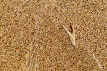 carcass coral underwater on golden sand beach for background.
