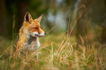 Naklejka na ściany i meble Wild Red Fox in grass