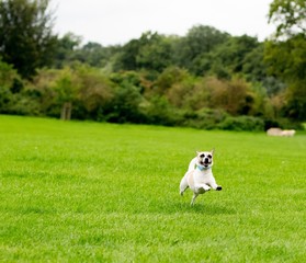 Dog in a park