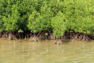 Young mangrove trees in forest at the estuary of a river. Thaila