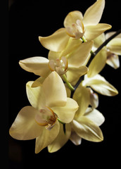 Naklejka na ściany i meble yellow orchid flowers
