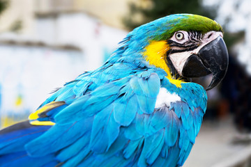 Blue-and-yellow macaw