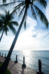 palm tree silhouette and tropic sunset