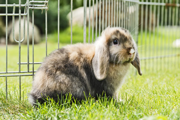 Naklejka premium Kaninchen im Garten
