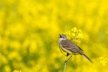 Western yellow wagtail on a rapeseed field singing